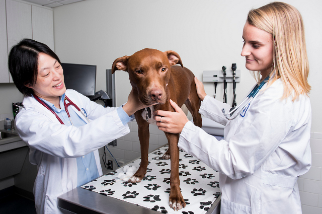 在一个学生的帮助下，杨维在检查台上检查一只棕色的大狗。塔夫茨大学的人类和兽医医学研究人员合作，以预防和更好地治疗癌症幸存者和宠物的心血管损伤