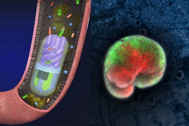 微生物组药物装置和Xenobot的图示。两个塔利斯科学团体正在竞争统计生物医学竞争中的最佳创新 - 您现在可以投票