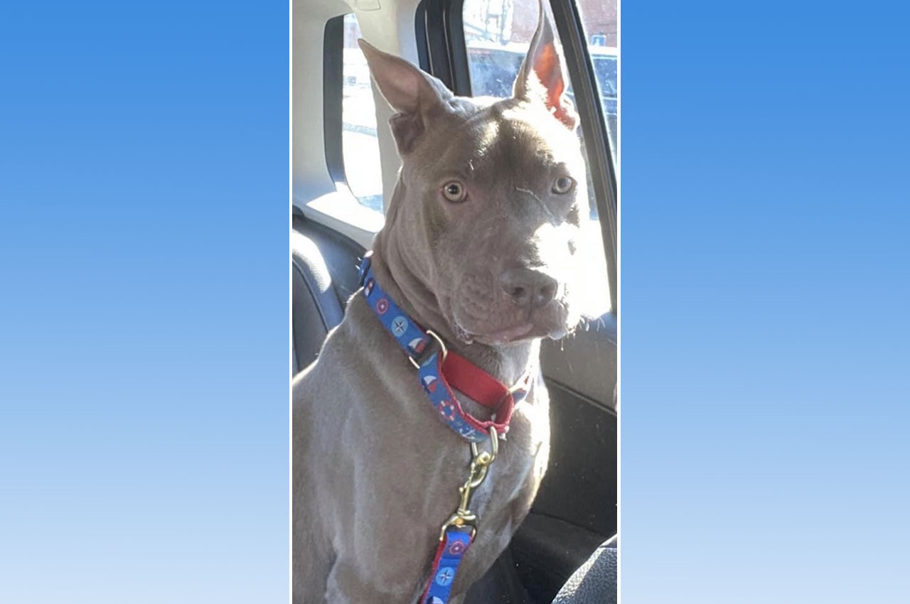 宾利，一只灰棕色的比特犬，被拍到穿着蓝领服坐在车里