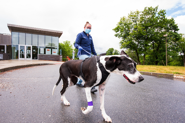 兽医技术人员Rachel Petersen在6月30日在Cummings School的小型动物寄养医院预约后返回Lexi。照片：Alonso Nichols