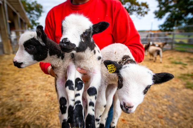 在卡明斯学校，家畜在10月份得到了充分的照顾。照片：Alonso Nichols