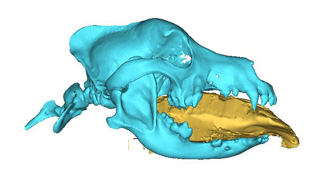 在本特利CT扫描的3D重建图中，蓝色区域是他的头骨，黄色肿块是他的舌头。扫描显示，由于舌头的重量，本特利的下门牙直接长到了前面。图片:卡明斯学院小动物整形外科助理教授Michael Karlin提供
