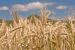 在阳光明媚的日子里，黑麦秸秆。塔夫茨大学弗里德曼营养科学与政策学院的专家们提供了个人减少碳足迹的方法
